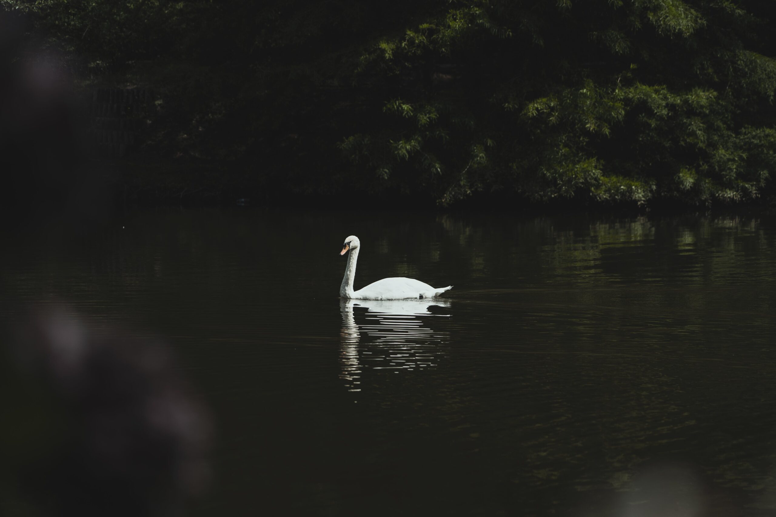 Swan Swimming in the Lake