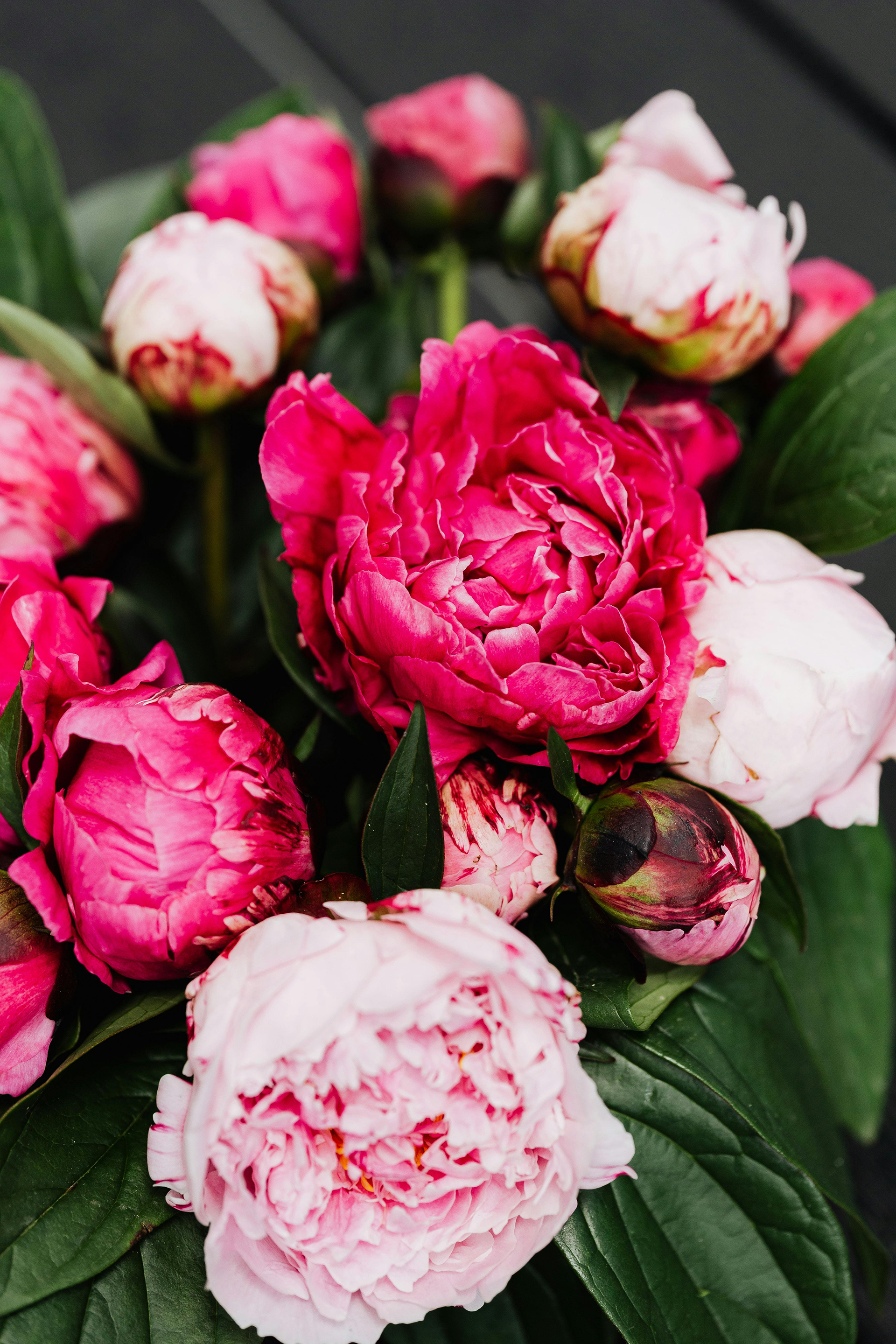 Close up of Flowers