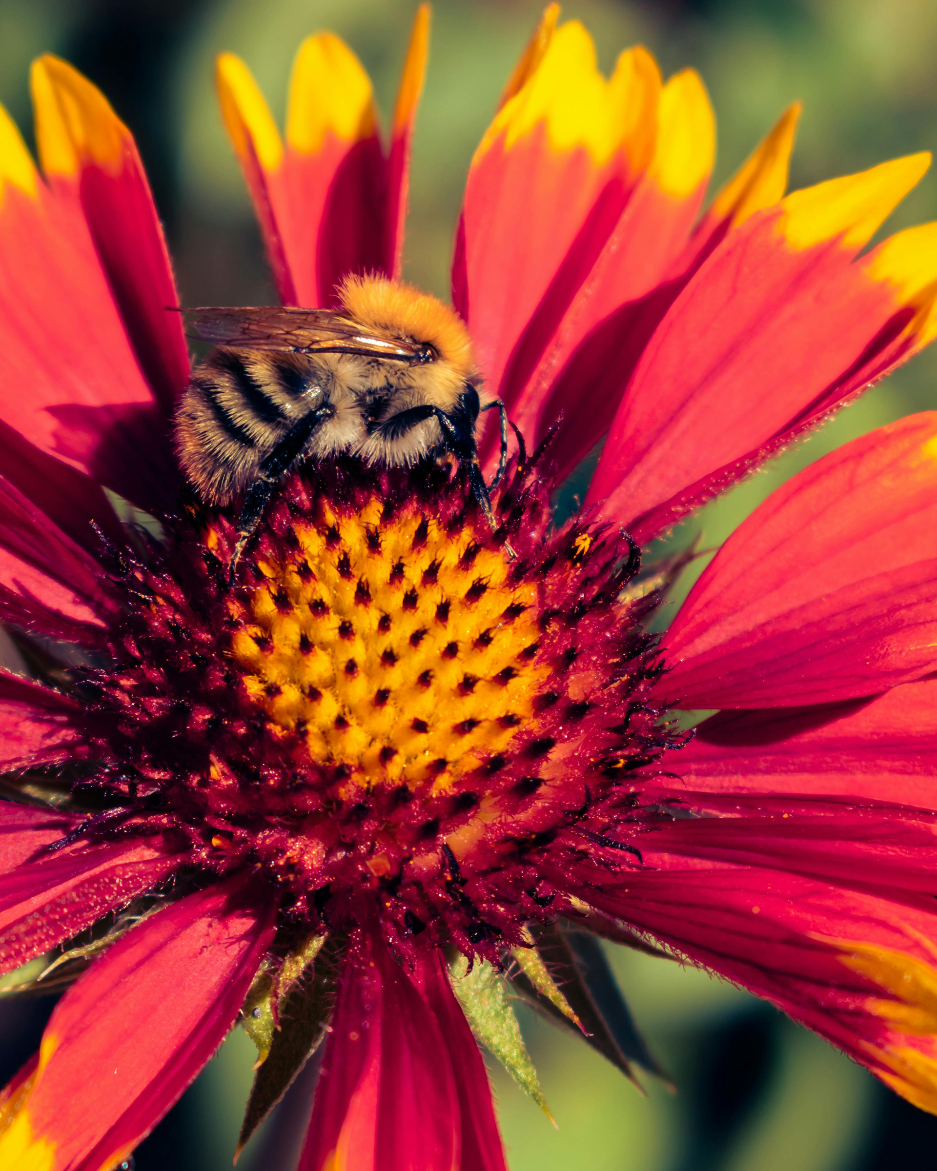 A Bumblebee on a Blanket Flower